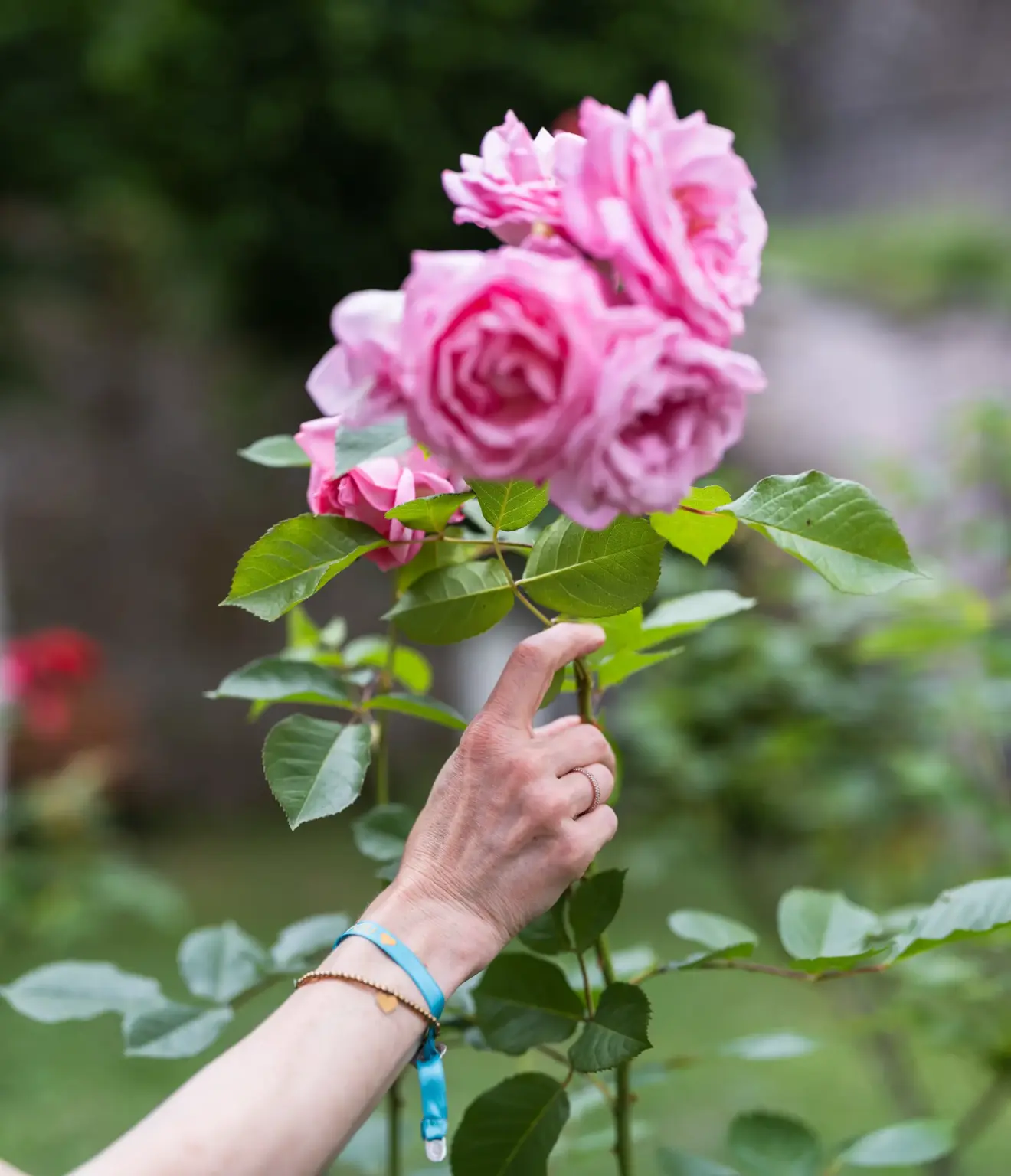 Klosterschule vom hl. Grab 5327 Schulgarten