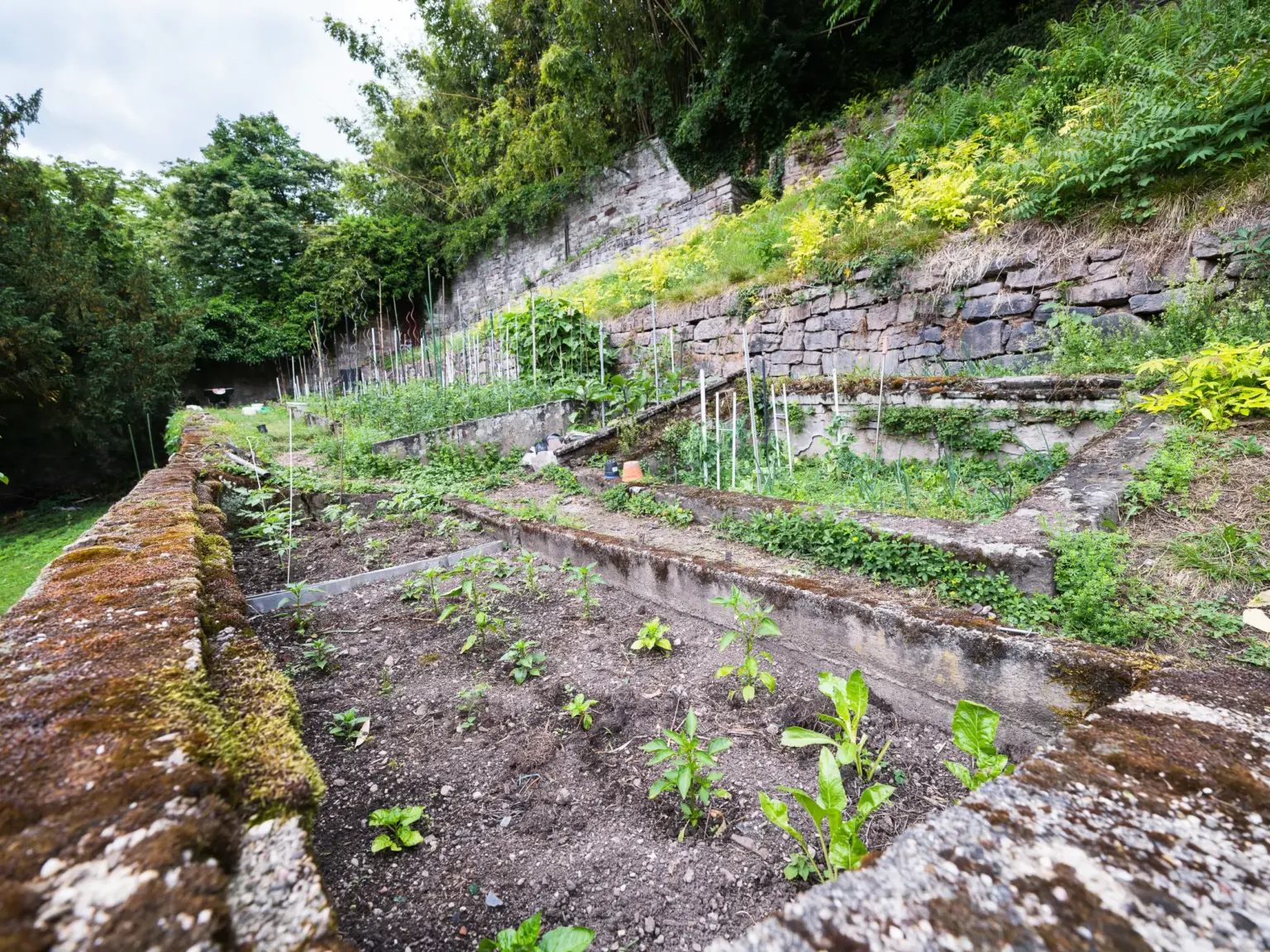 Klosterschule vom hl. Grab 5336 Schulgarten